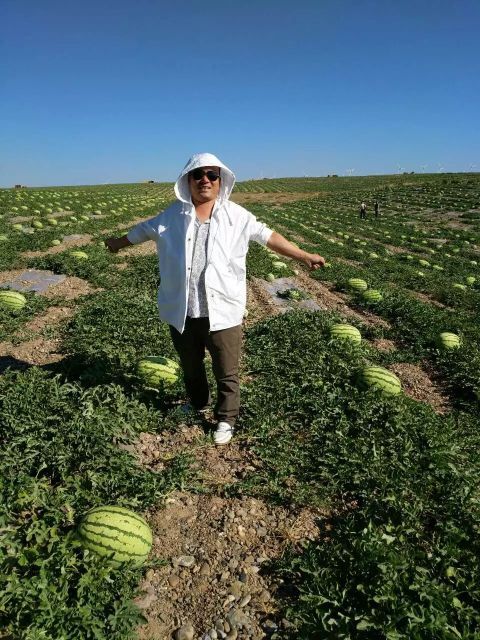 中宁县宁夏西瓜 宁夏中宁县鸿兴翔硒砂瓜专业合作社: