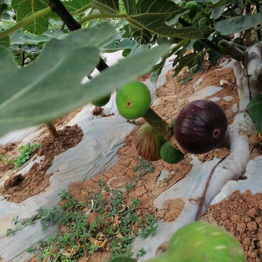 昆明波姬红无花果 70-80克