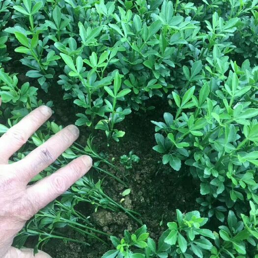 阳朔县枳壳苗 枳壳小苗