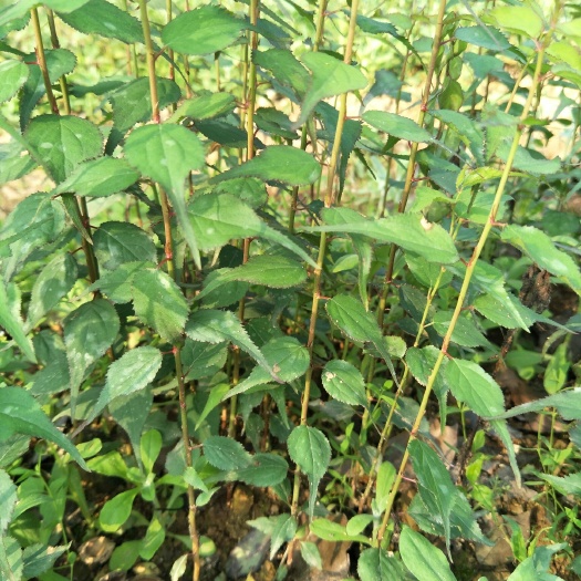 阳朔县青梅树苗 小苗