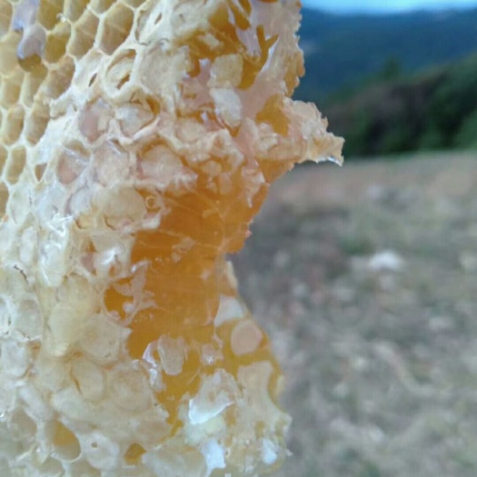 玉龙县野生蜂蜜 高山百花蜜
