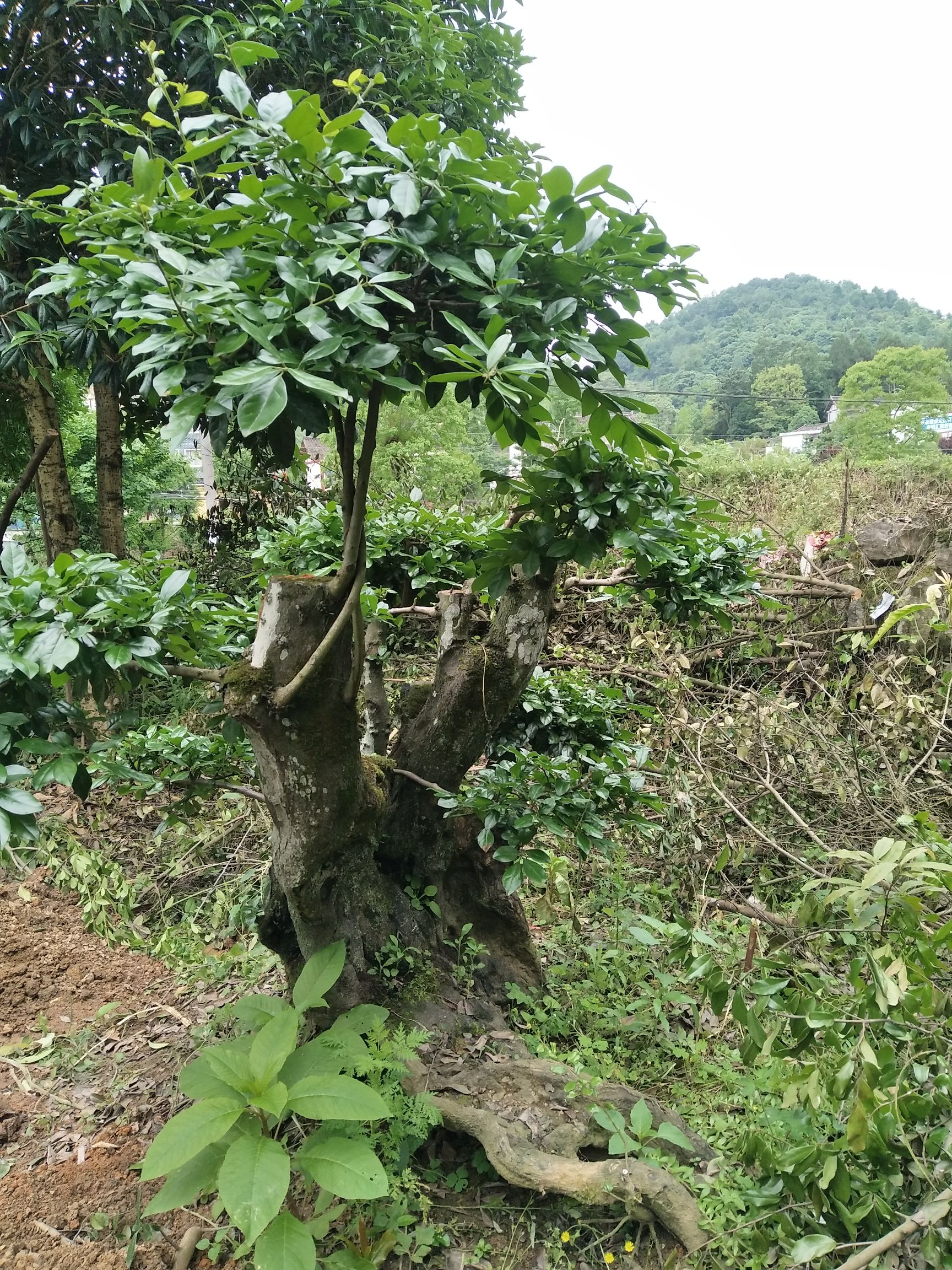 景观盆栽 金弹子