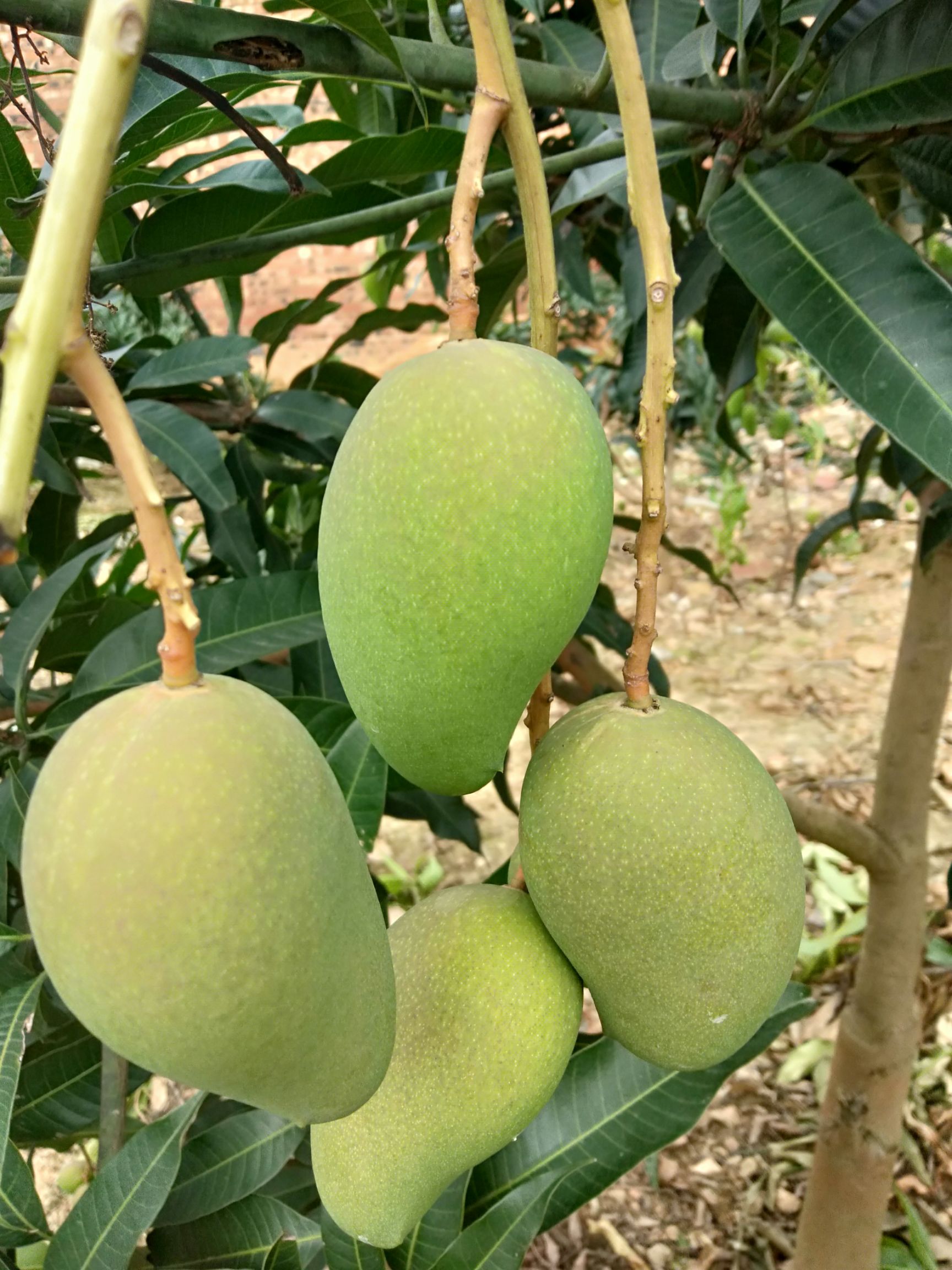 广西百色田东小台农芒