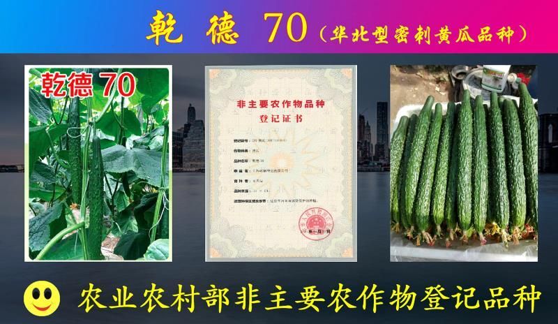 上海 乾徳70、农业部登记品种，越夏耐热品种黄瓜种子