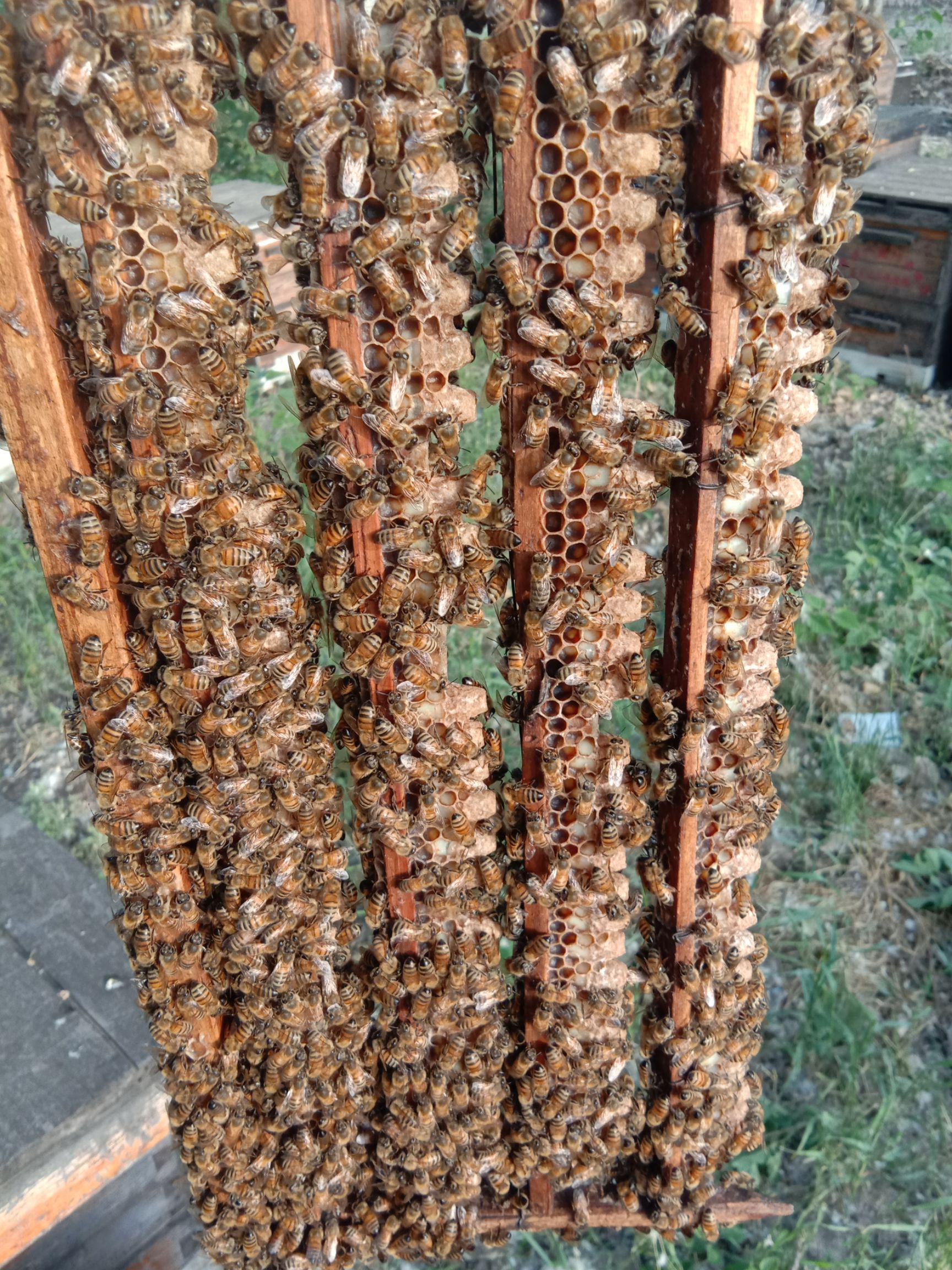  蜂蜜蜂花粉