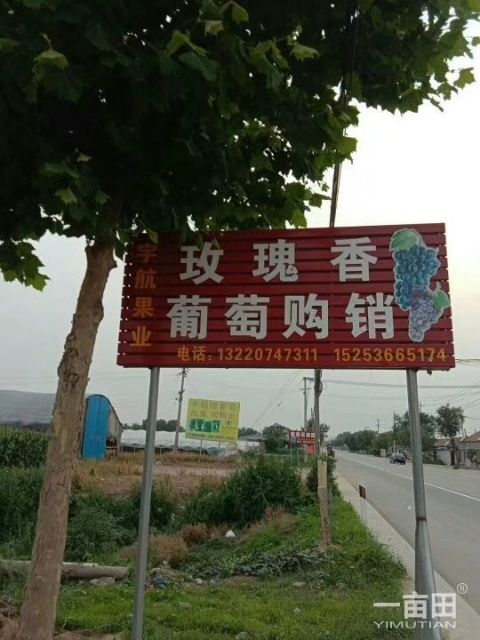 潍坊山东坊子几千亩大棚玫瑰香葡萄