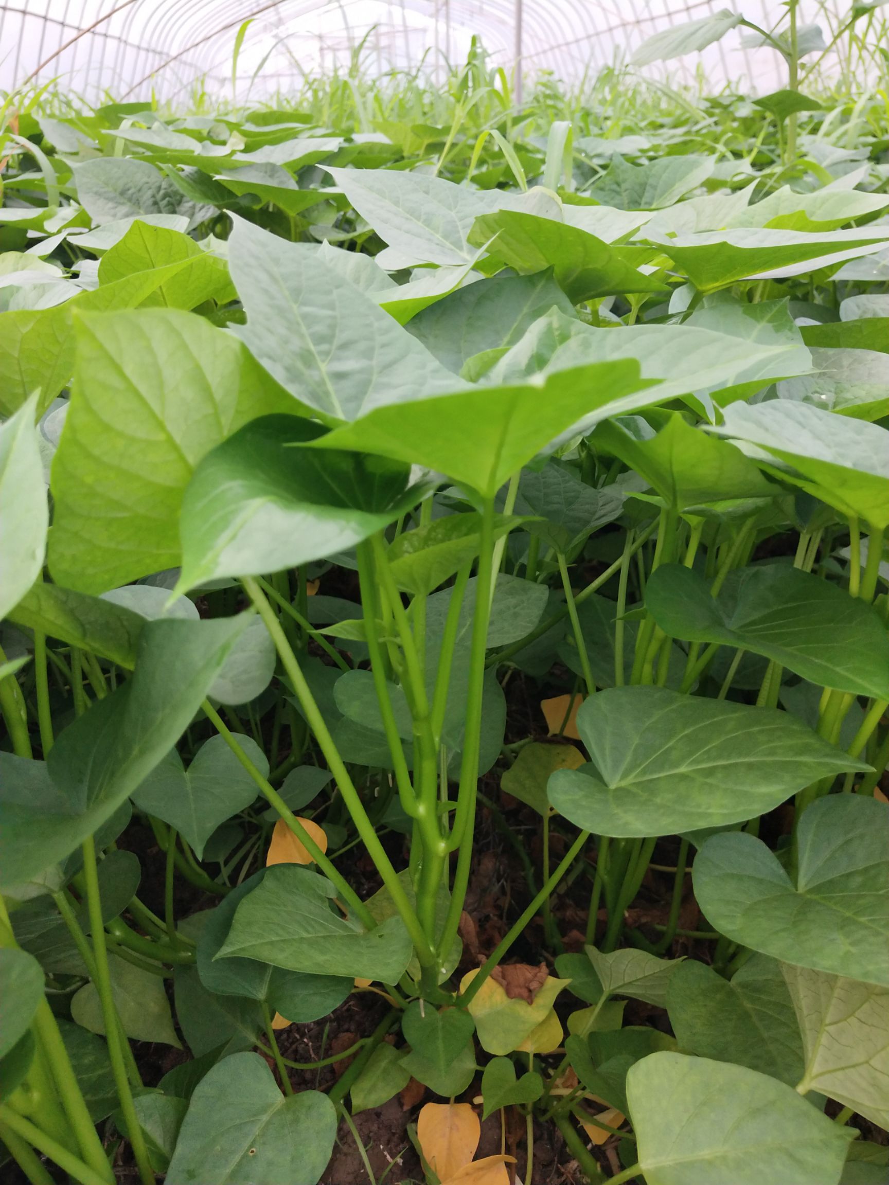 武汉苕尖 精品薯尖 鄂菜署1号