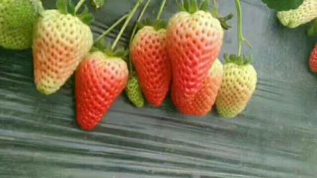 泰安 草莓苗   品种纯正     大量现货
