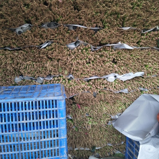 邯郸大叶菠菜 量大质量不错