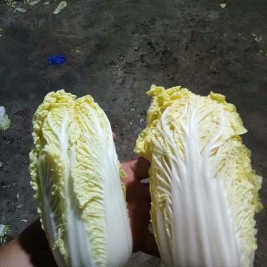 固安县快菜 20~25cm