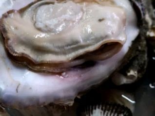 连云港花甲 30-50只/公斤  海鲜批发生蚝扇贝花甲肉