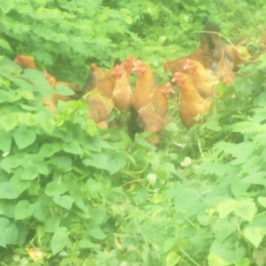 阳江 散放养的鸡，喂食剩饭剩菜，一天一顿，全放养，阉鸡
