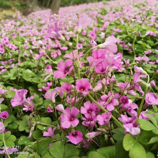潢川县红三叶  红花草