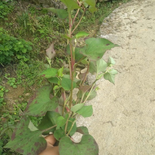 筠连县红茎鱼腥草 四川野生鱼星草