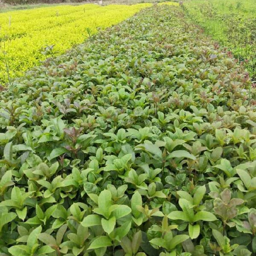 洪江市桂花树