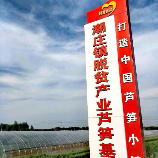 睢縣 蘆筍綠筍河南商丘睢縣蘆筍基地農(nóng)業(yè)合作社大直徑長(zhǎng)
