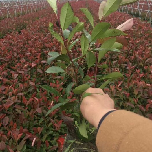 沭阳县 红叶石楠50公分大杯苗小杯苗球类