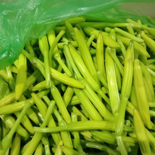 徐州 新鲜黄花菜