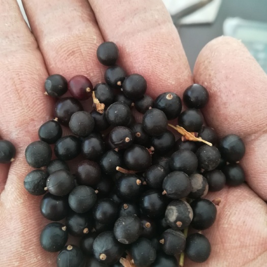  北栾种子，北栾树种子。