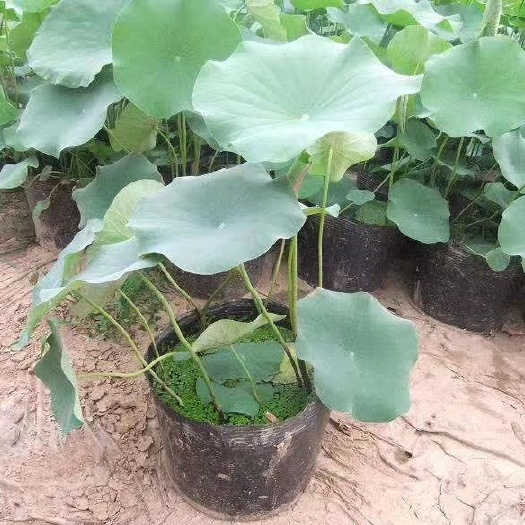 安新县 荷花盆栽批发价格/大量供应陕西盆栽荷花/盆栽荷花基地厂家