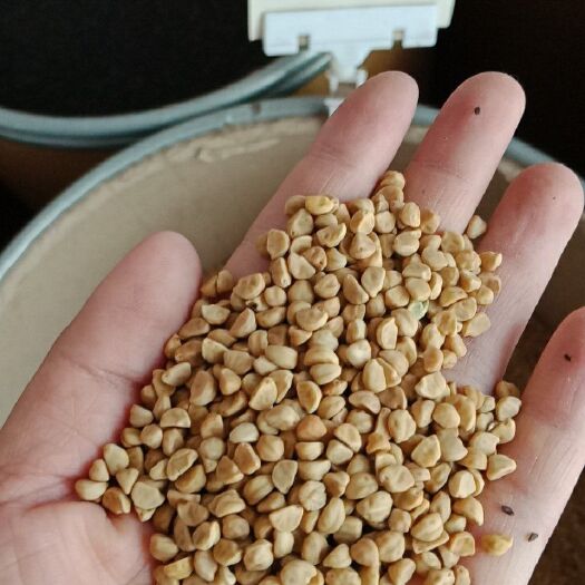 安国市 白丑白牵牛牵牛子药用无硫