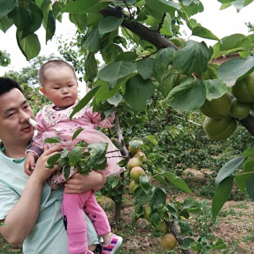 大荔县 大量上市丰园红杏