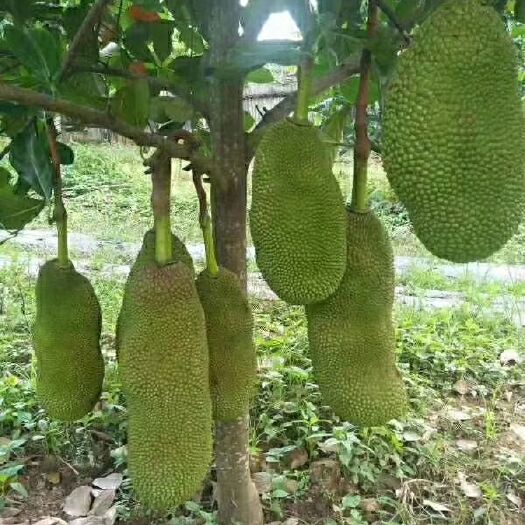 灵山县四季菠萝蜜苗 四季菠萝蜜，大量有大小苗