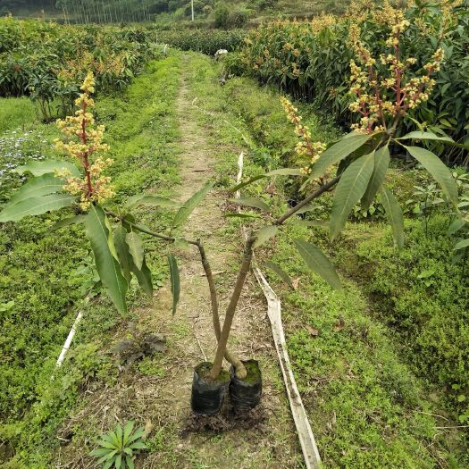 钦州金煌芒果苗 50万棵芒果袋苗，合作社常年直供，品种可以保证，