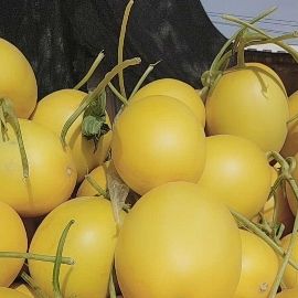 久红瑞甜瓜 2斤以上