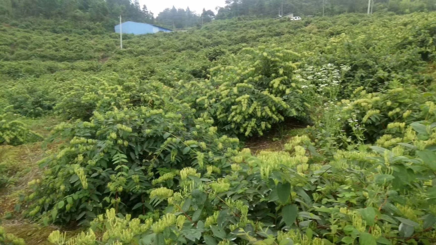 四季金银花苗 金银花种苗批发，湘蕾