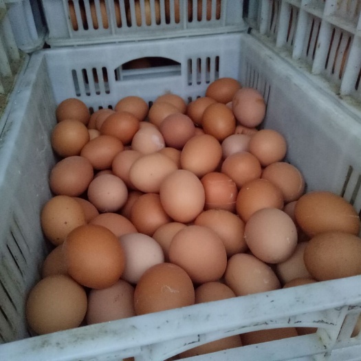 周口普通鸡蛋 食用 散装