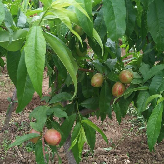 岐山县 秦岭山下五丈原旁有机油桃