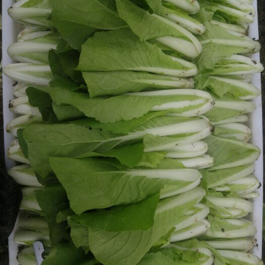 察布查尔毛白菜  小白菜