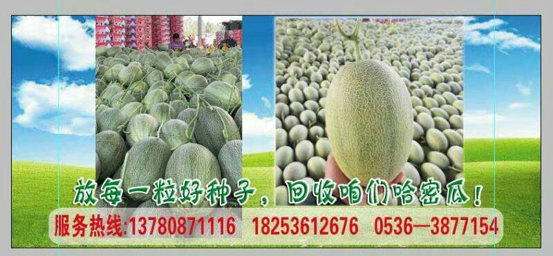 哈密瓜苗