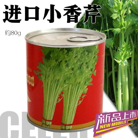 南靖县香芹种子  小香芹菜籽 蔬菜种子 脆嫩香芹菜种子