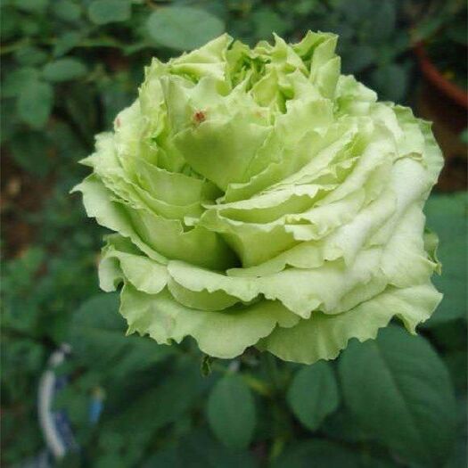  绿色月季绿星玫瑰花苗盆栽新奇绿色包子大花月季庭院植物切花月季