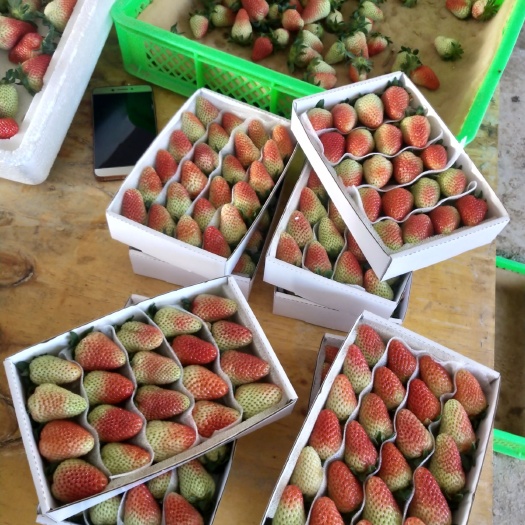 会泽县红颜草莓 基地直发，质量保证