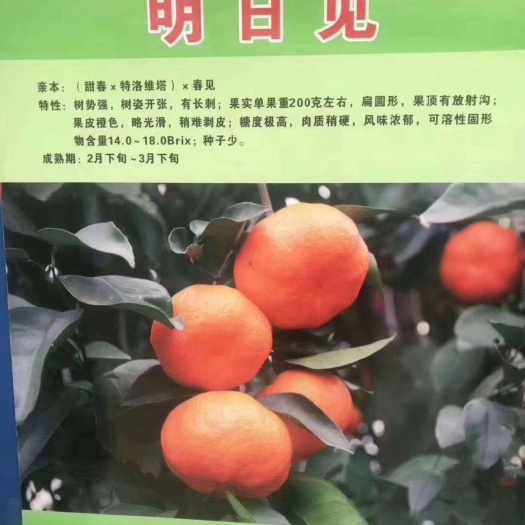 阳朔县明日叶种苗 明日见
