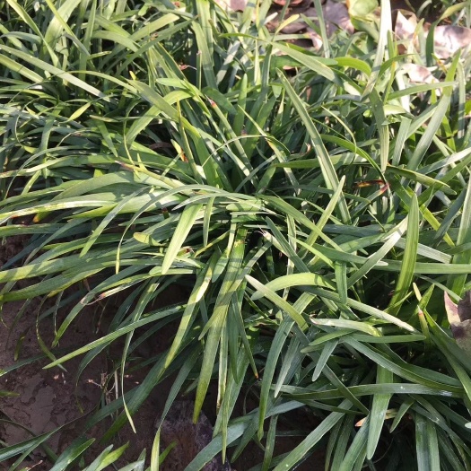 沭阳县兰花三七  草花  草  草花地被