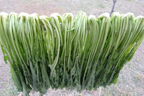 腌白菜 正宗农家雪里红腌菜，炒菜下饭味道不一般！