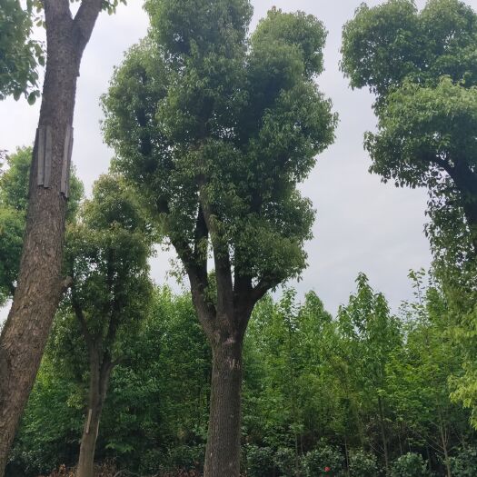 移栽单杆香樟，丛生香樟出售