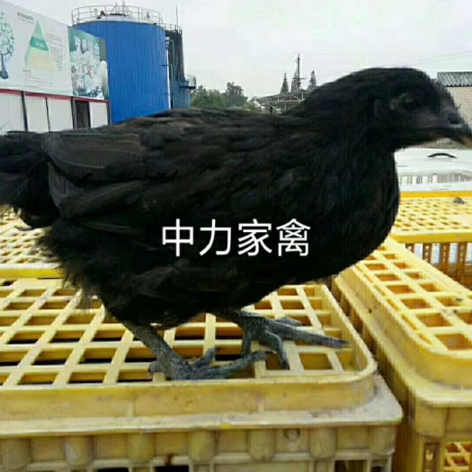 广汉市乌鸡苗  快大型黑乌鸡鸡苗