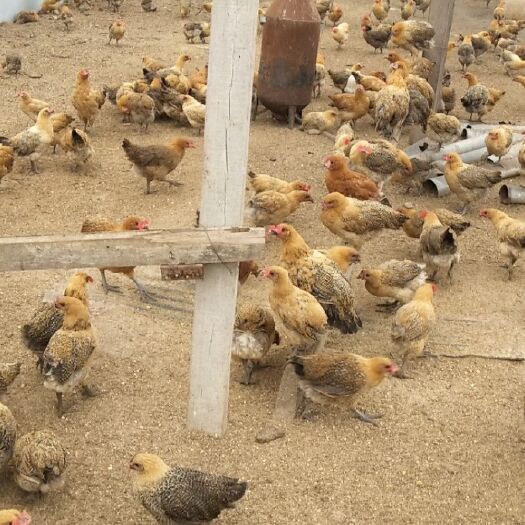 宿州天然草地 喂养麻母鸡，天然，没用过颗粒料，全程纯玉米。