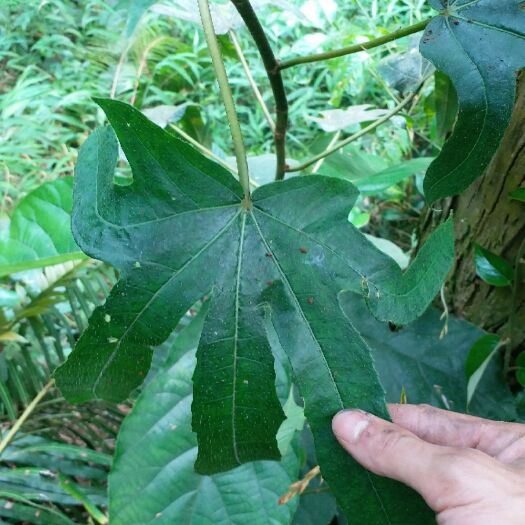贺州 五指毛桃，香味大，味道纯正，假一赔百