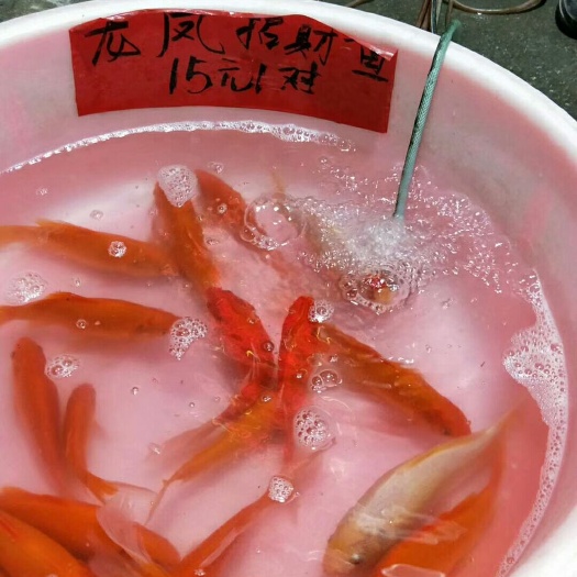 宾阳县红鲤鱼 全红