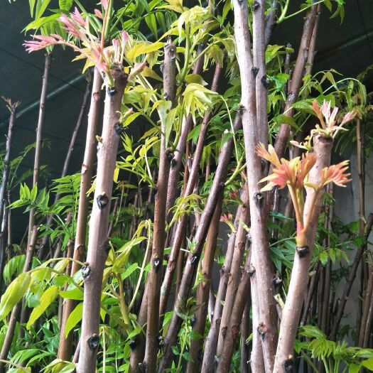泰安红油香椿苗 红油香椿树苗 大棚 露天专用苗，粗度1-3公分，规格齐全，