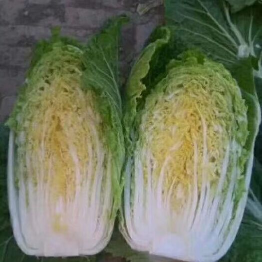 定州市玲珑黄白菜  玲珑黄大白菜