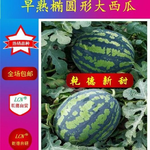 上海 乾徳新甜、杂交西瓜种子、脆甜红瓤早熟西瓜种子