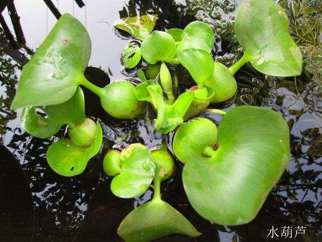 微山县 水葫芦