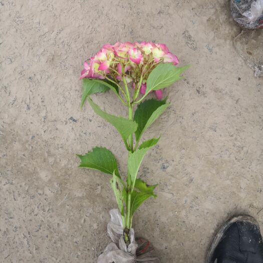 杭州大八仙花